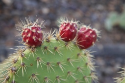 cactusfruit